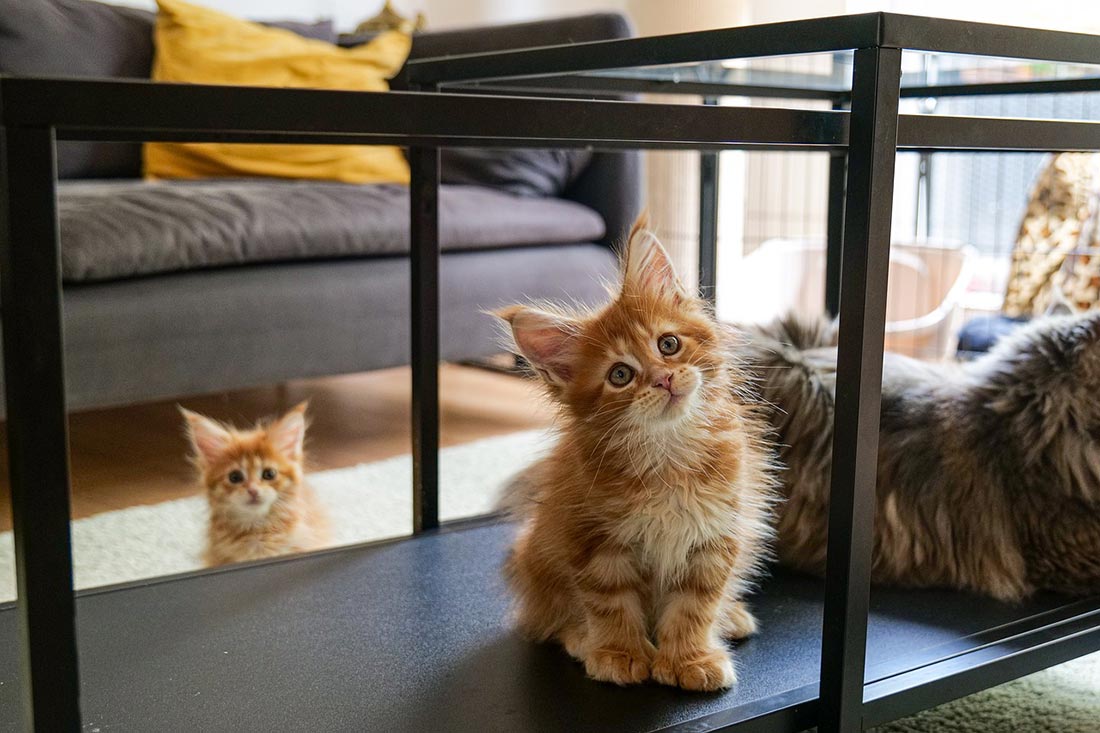 Como quitar el olor de orina de gato en casa